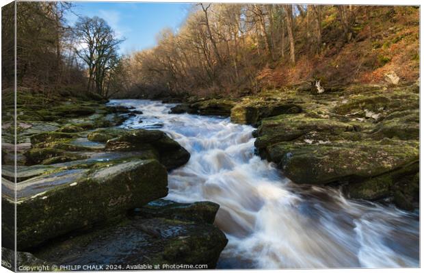 Bolton abbey estate and the river Wharfe strid 1042 Canvas Print by PHILIP CHALK