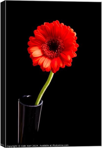 Red Germini in Vase  Canvas Print by Colin Kerr