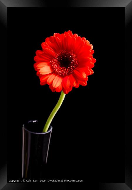 Red Germini in Vase  Framed Print by Colin Kerr