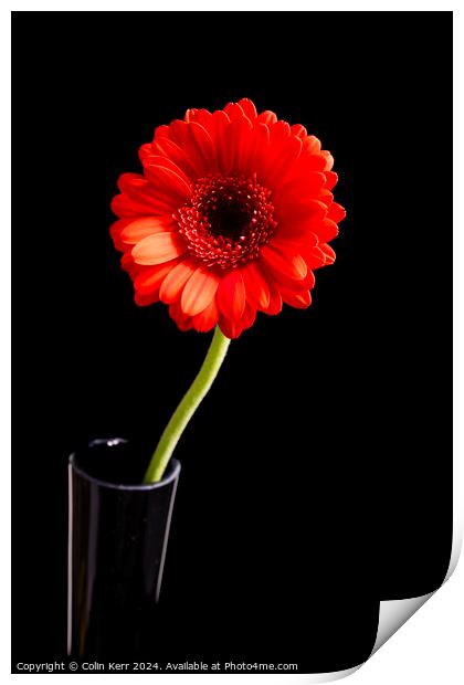 Red Germini in Vase  Print by Colin Kerr