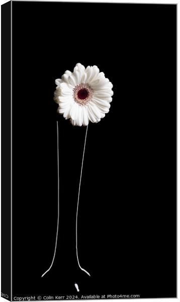 White Germini in Vase  Canvas Print by Colin Kerr