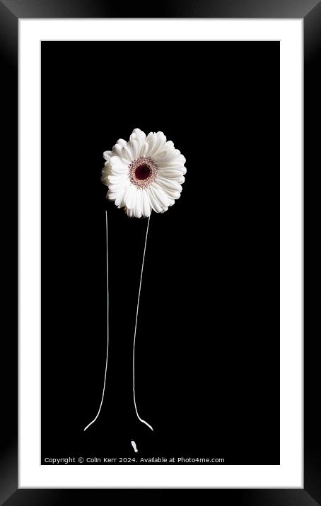 White Germini in Vase  Framed Mounted Print by Colin Kerr