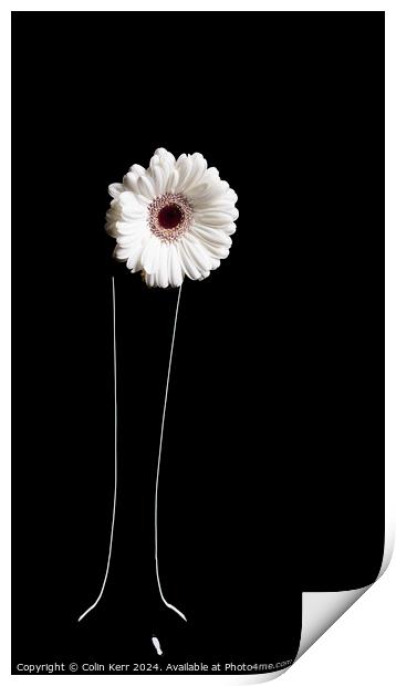 White Germini in Vase  Print by Colin Kerr
