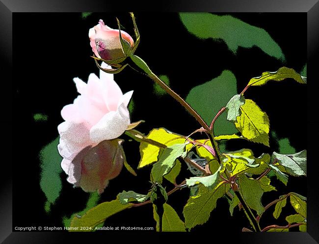 Posterised Pink Rose Framed Print by Stephen Hamer