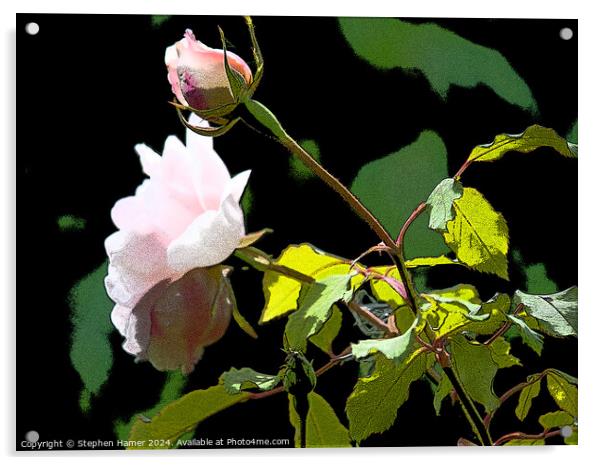 Posterised Pink Rose Acrylic by Stephen Hamer