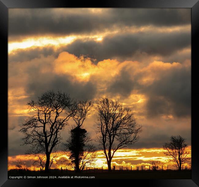 Tree silhouettes  at sunrise  Framed Print by Simon Johnson