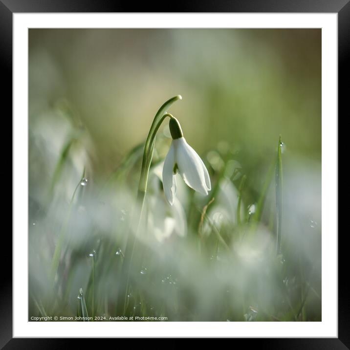 Snowdrop flower Framed Mounted Print by Simon Johnson