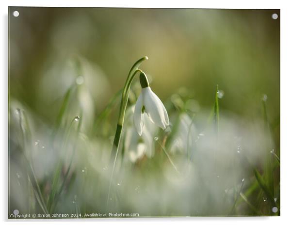 snowdrop flower Acrylic by Simon Johnson