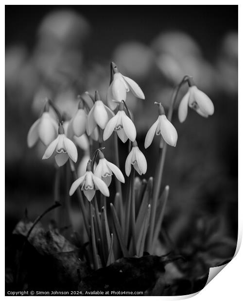 Snowdrop flowers Monochrome  Print by Simon Johnson