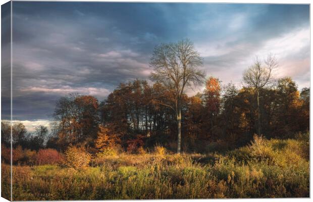 A small forest in the fall Canvas Print by Dejan Travica