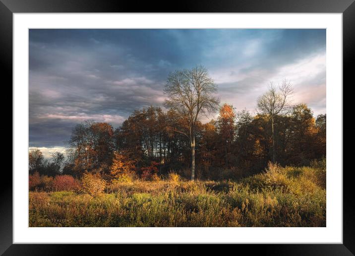 A small forest in the fall Framed Mounted Print by Dejan Travica