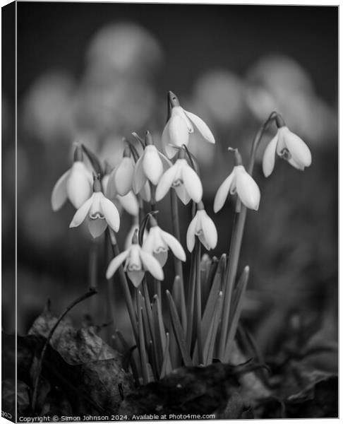  clump of Snowdrop flowers Canvas Print by Simon Johnson