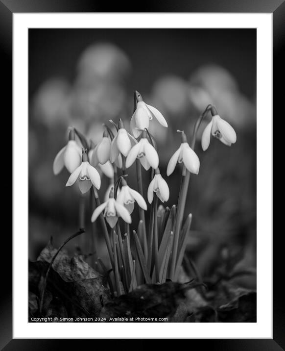  clump of Snowdrop flowers Framed Mounted Print by Simon Johnson