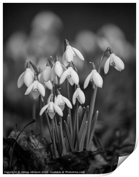  clump of Snowdrop flowers Print by Simon Johnson