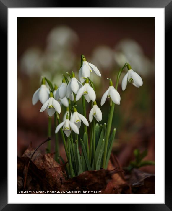 Snowdrop flowers Framed Mounted Print by Simon Johnson