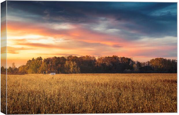 Small old hut in the middle of corn field at sunset Canvas Print by Dejan Travica