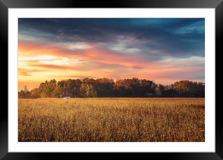 Small old hut in the middle of corn field at sunset Framed Mounted Print by Dejan Travica