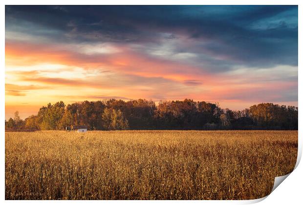 Small old hut in the middle of corn field at sunset Print by Dejan Travica