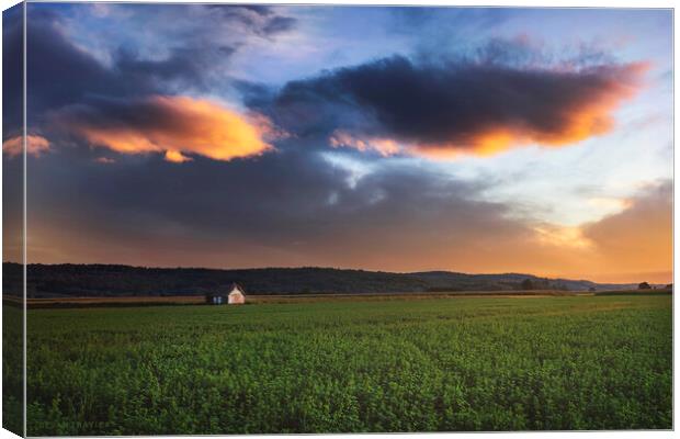 Clover field at sunset Canvas Print by Dejan Travica