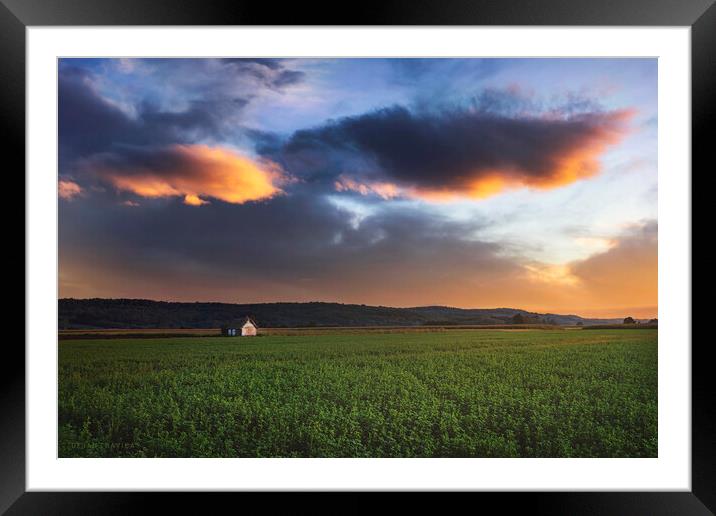 Clover field at sunset Framed Mounted Print by Dejan Travica