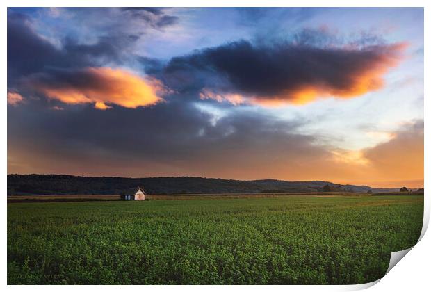 Clover field at sunset Print by Dejan Travica