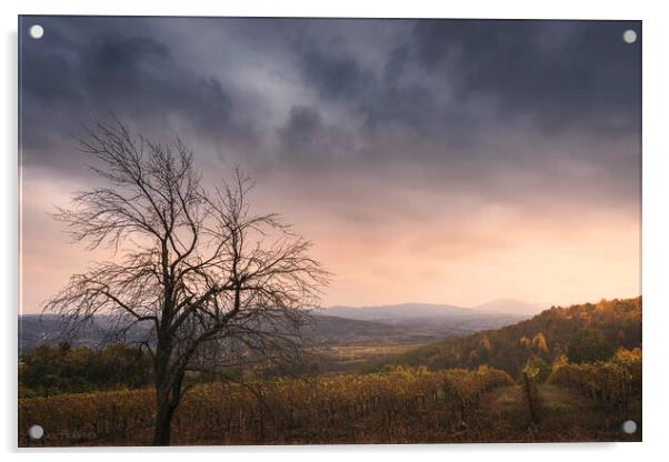 Karadjordjevic dynasty vineyards on the Oplenac hill in Serbia Acrylic by Dejan Travica