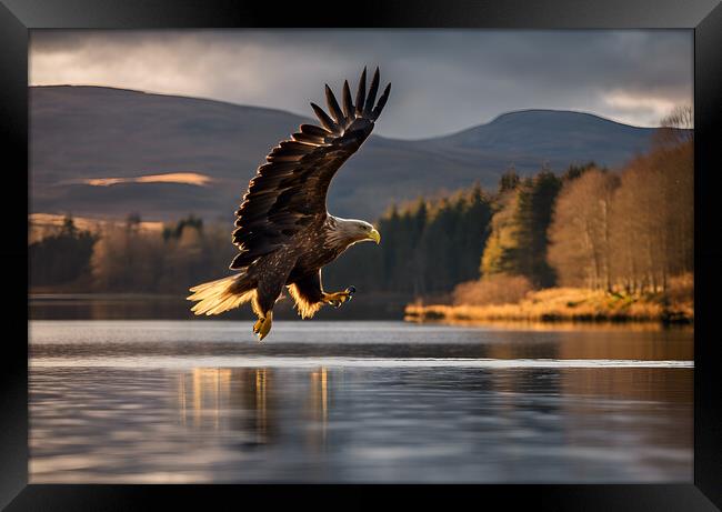 White Tailed Eagle Framed Print by Picture Wizard