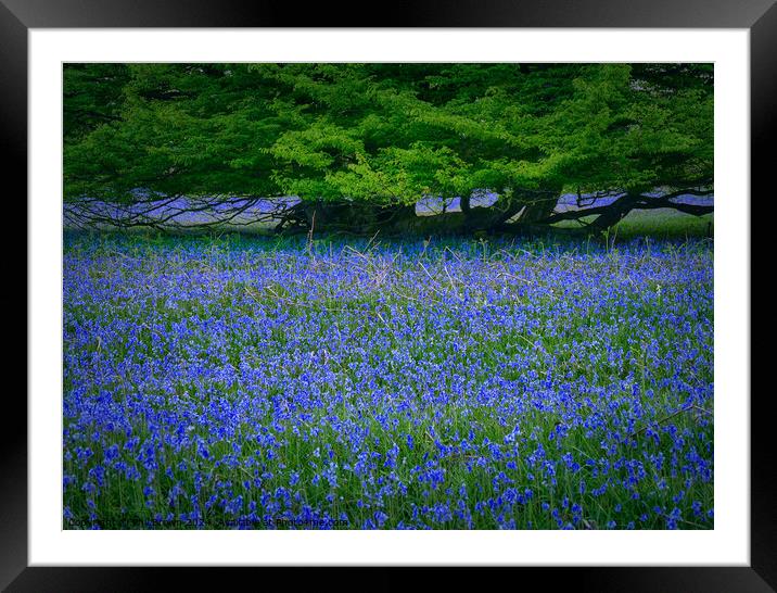 English Bluebells with Oak. Framed Mounted Print by Phil Brown
