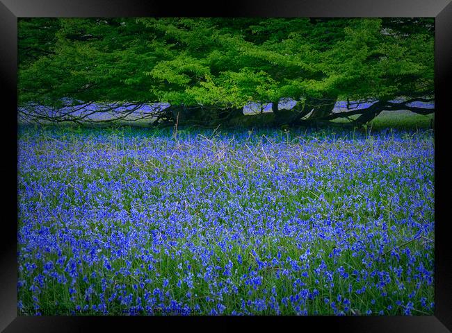 English Bluebells with Oak. Framed Print by Phil Brown