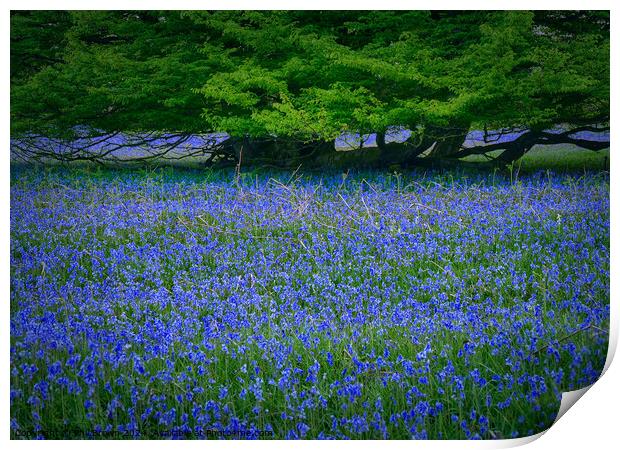 English Bluebells with Oak. Print by Phil Brown