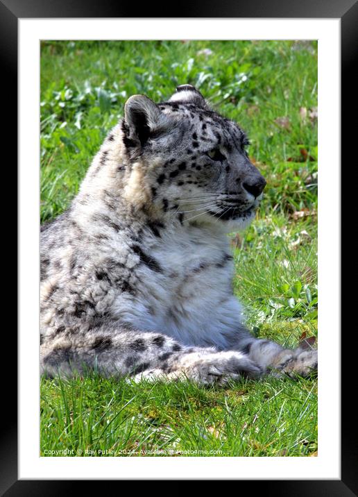Snow Leopard Framed Mounted Print by Ray Putley