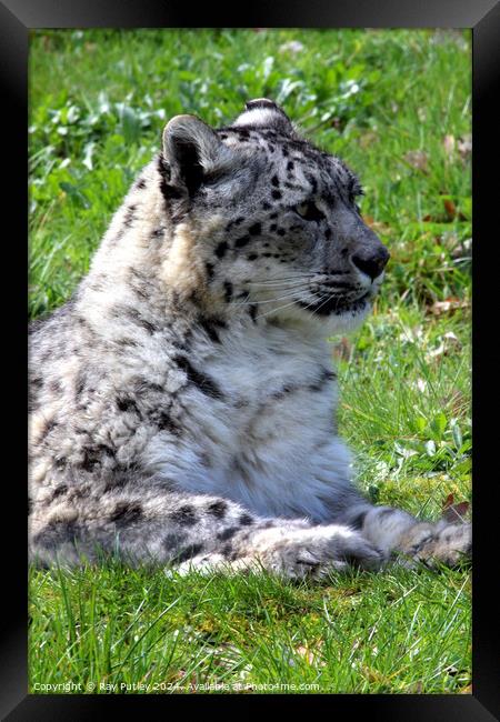 Snow Leopard Framed Print by Ray Putley