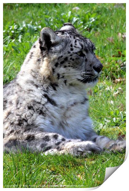Snow Leopard Print by Ray Putley