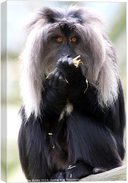 Lion Tailed Macaque Canvas Print by Ray Putley