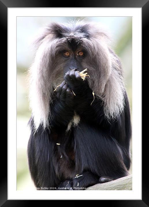 Lion Tailed Macaque Framed Mounted Print by Ray Putley