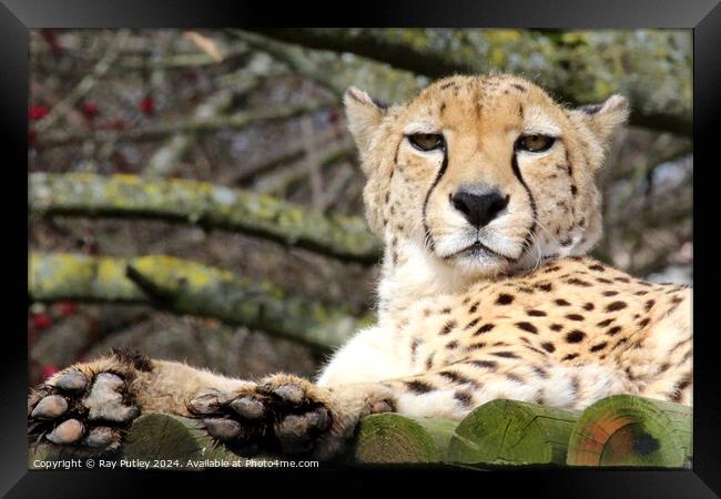 Cheetah Framed Print by Ray Putley