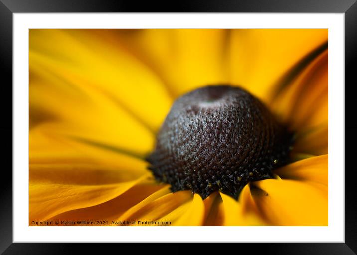Close up of a Rudbeckia flower Framed Mounted Print by Martin Williams