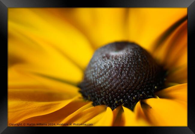 Close up of a Rudbeckia flower Framed Print by Martin Williams