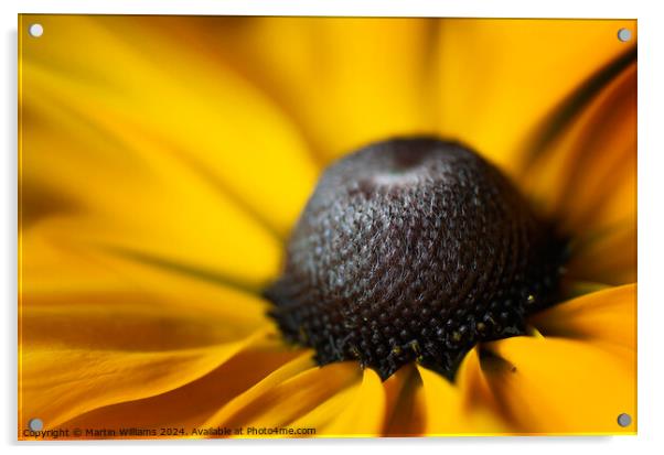 Close up of a Rudbeckia flower Acrylic by Martin Williams