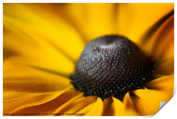 Close up of a Rudbeckia flower Print by Martin Williams