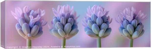 A close up of four lavender flower stems in vibrant pink and purple. Canvas Print by Stephen Hippisley