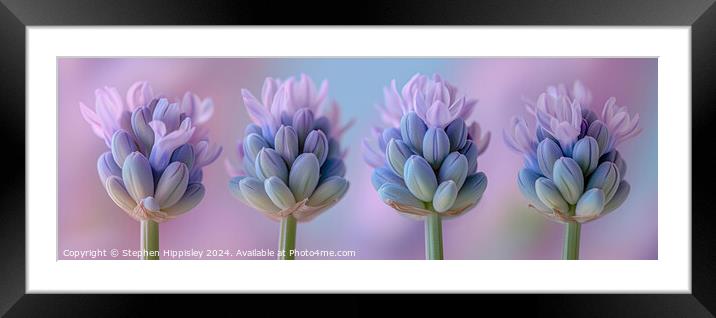 A close up of four lavender flower stems in vibrant pink and purple. Framed Mounted Print by Stephen Hippisley
