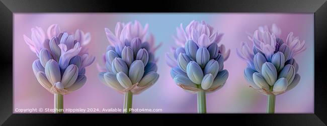 A close up of four lavender flower stems in vibrant pink and purple. Framed Print by Stephen Hippisley