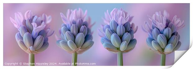A close up of four lavender flower stems in vibrant pink and purple. Print by Stephen Hippisley