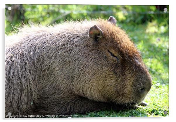 Capybara Acrylic by Ray Putley