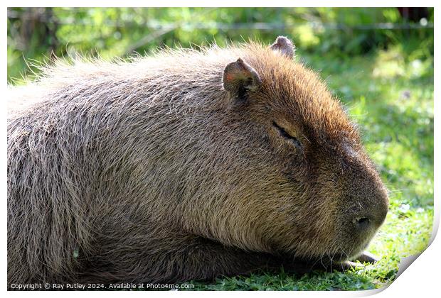 Capybara Print by Ray Putley