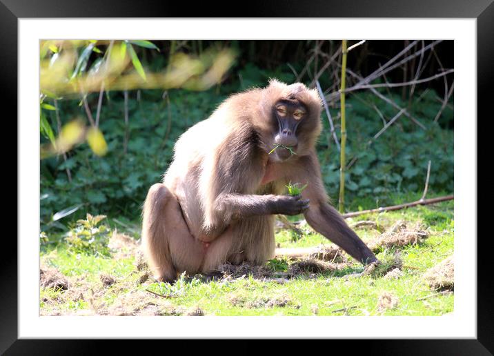 Gelada Baboon Framed Mounted Print by Ray Putley