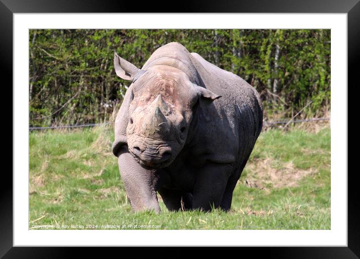 Black Rhino Framed Mounted Print by Ray Putley