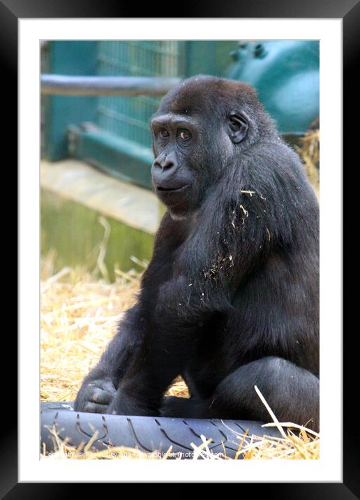 Western Lowland Gorilla Framed Mounted Print by Ray Putley