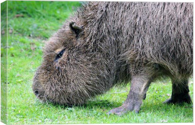 Capybara Canvas Print by Ray Putley